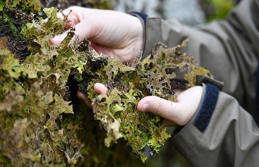5 Natural Methods for Removing Lichen from Trees