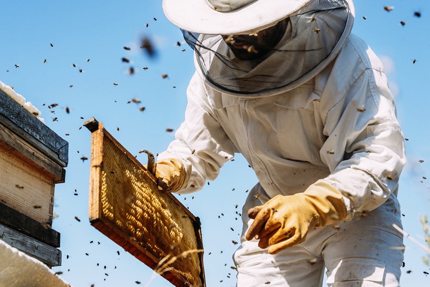 Remove Bees on Your Property Safely By Choosing the Right Company