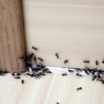 Kill Ants in the Name of Removal