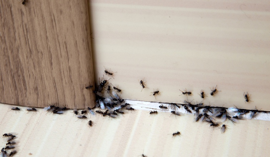 Ants and Ecosystem – Do You Need to Kill Ants in the Name of Removal?
