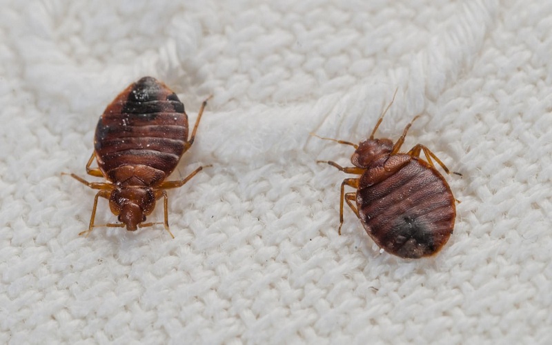 How can you ensure a Complete Removal for Bedbugs